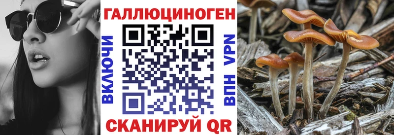 Псилоцибиновые грибы Cubensis  Купить где  Венёв 